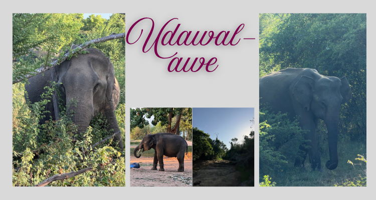 udawalawe